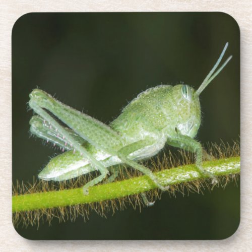 Short_horned grasshopper nymph Odzala Coaster