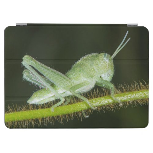 Short_horned grasshopper nymph Odzala iPad Air Cover