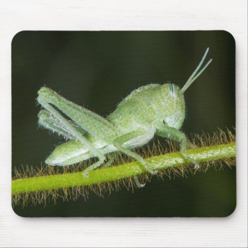 Short_horned grasshopper nymph Odzala Mouse Pad