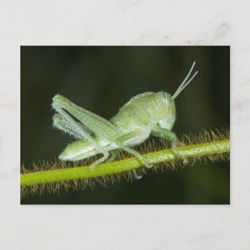 Short_horned grasshopper nymph Odzala Postcard