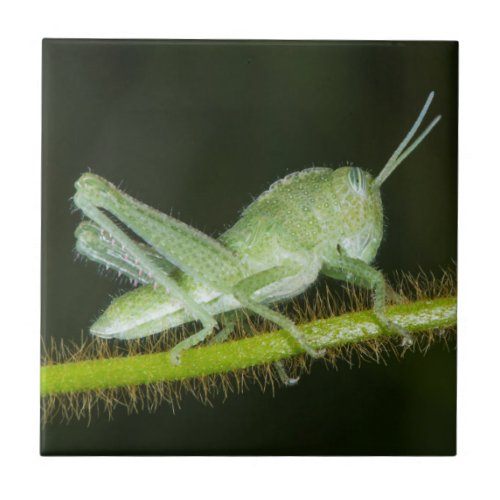 Short_horned grasshopper nymph Odzala Tile