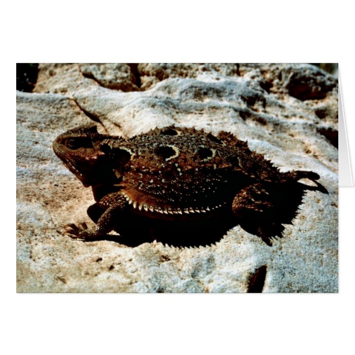 Short horned Lizard Card