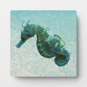 Short-Snouted Seahorse Crimea, Russia Plaque