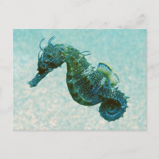Short-Snouted Seahorse | Crimea, Russia Postcard (Front)