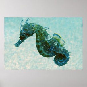 Short-Snouted Seahorse Crimea, Russia Poster