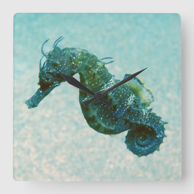Short-Snouted Seahorse | Crimea, Russia Square Wall Clock (Front)