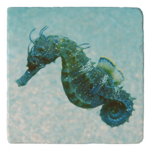 Short-Snouted Seahorse   Crimea, Russia Trivet