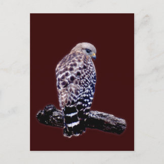 Short-tail Hawk Postcard