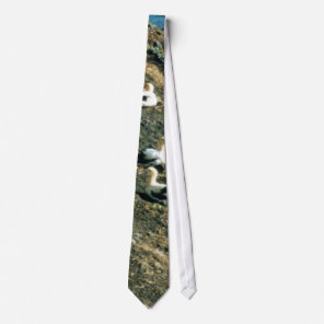 Short-tailed Albatross Tie