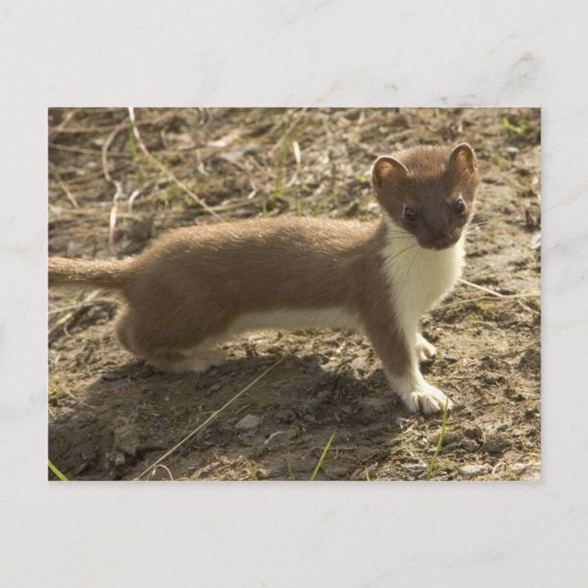 Short Tailed Weasel Postcard (Front)