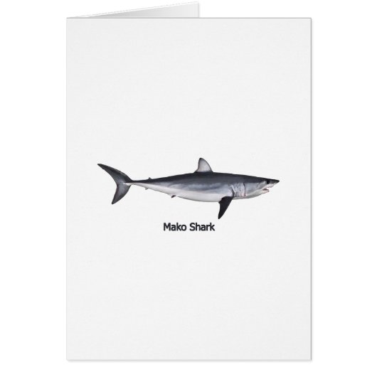 Shortfin Mako Shark Illustration Cards (Front)