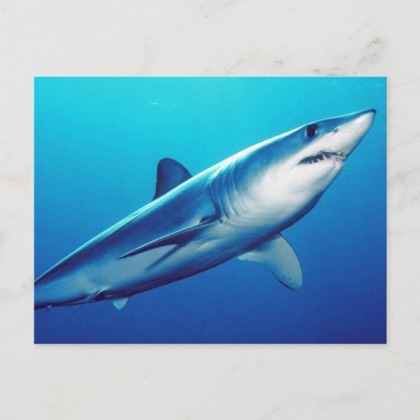 post card shark tank