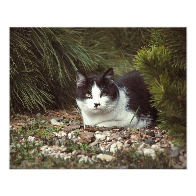 Shorthair Cat - Photo Print (Front)