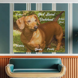 Shorthaired Red Dachshund Faux Wrapped Canvas