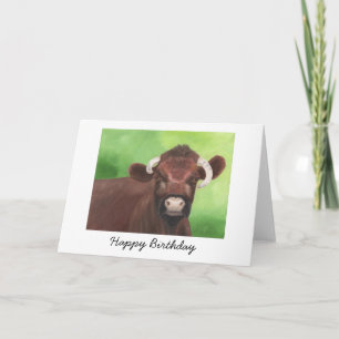Shorthorn Bull Birthday Card