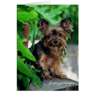 Shortie, glorydaysphotography