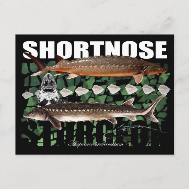 Shortnose Sturgeon Scutes PostCard (Front)