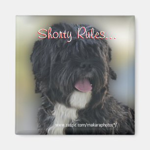 Shorty Lhasa Apso-Shih Tzu Magnet-personalize Magnet