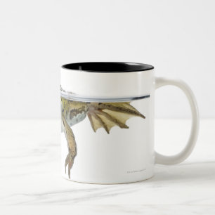 Shot of a Edible frog surfacing in front of a Two-Tone Coffee Mug
