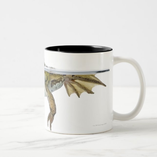 Shot of a Edible frog surfacing in front of a Two-Tone Coffee Mug (Right)