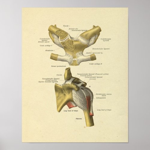 Shoulder Joint Anatomy Bones Print