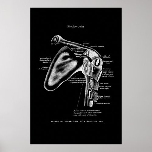 Shoulder Joint Anatomy Medical Wall Decor