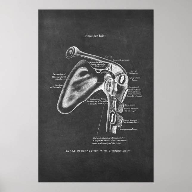 Shoulder Joint Anatomy Orthopedic Wall Decor (Front)