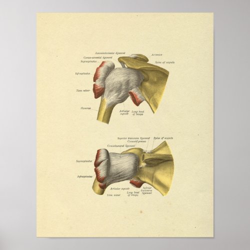 Shoulder Joint Bones Anatomy Print