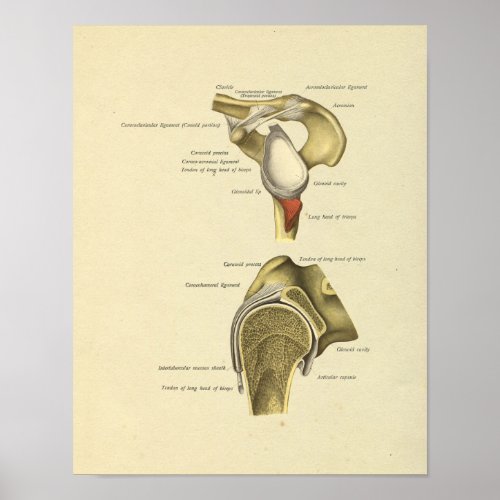 Shoulder Joint Ligaments Anatomy Print