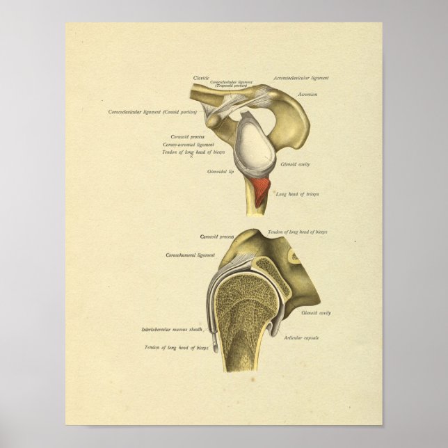 Shoulder Joint Ligaments Anatomy Print (Front)