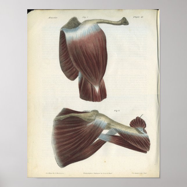 Shoulder Joint Muscles Vintage Anatomy Print (Front)