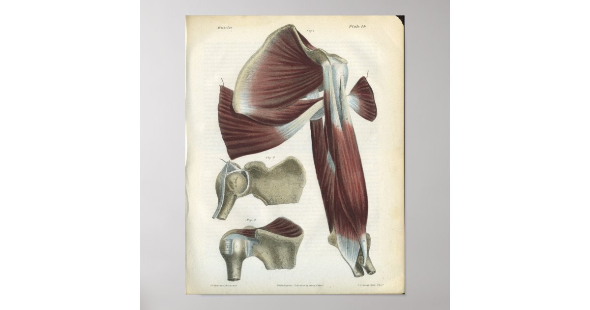 Shoulder Muscles Vintage Anatomy Print | Zazzle