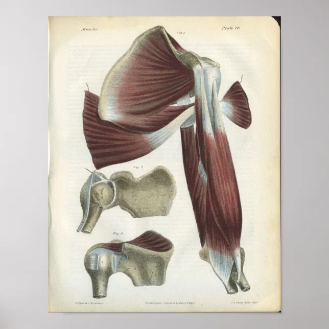 Shoulder Muscles Vintage Anatomy Print | Zazzle