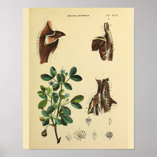 Shoulder Neck Muscles Anatomy Art Print (Front)