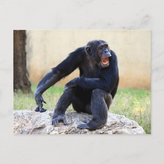Shouting Chimp Postcard (Front)
