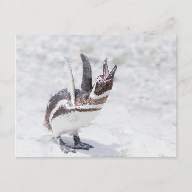 Shouting Penguin Postcard (Front)