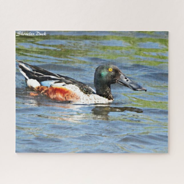 Shoveler Duck Jigsaw Puzzle (Horizontal)