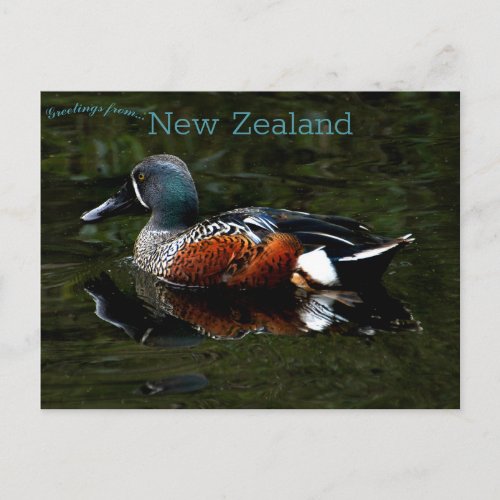 Shoveler Duck New Zealand Postcard