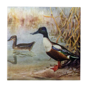 Shoveler Ducks Vintage Illustration Ceramic Tile