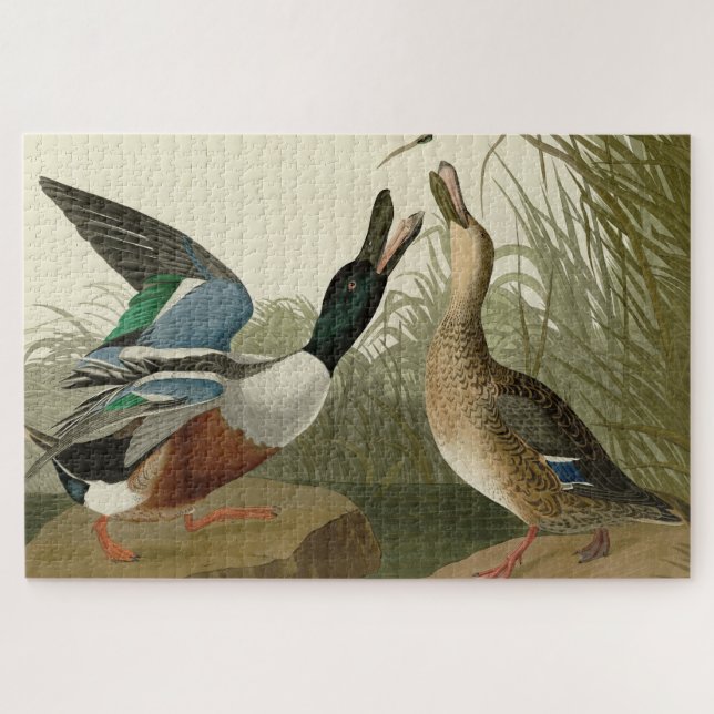Shoveller Duck - from Audubon's Birds of America Jigsaw Puzzle (Horizontal)