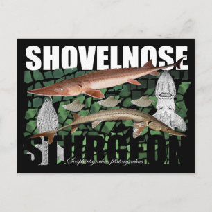 Shovelnose Sturgeon-Collage-Postcard Postcard