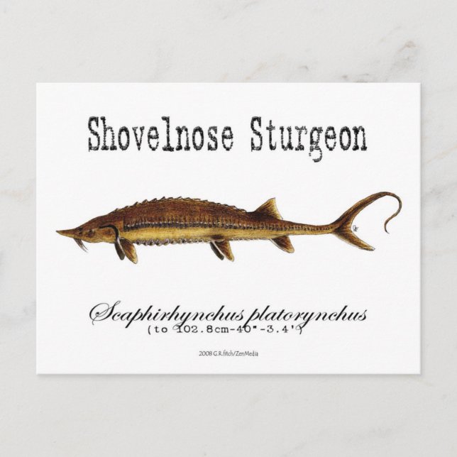 Shovelnose Sturgeon-White-Postcard Postcard (Front)