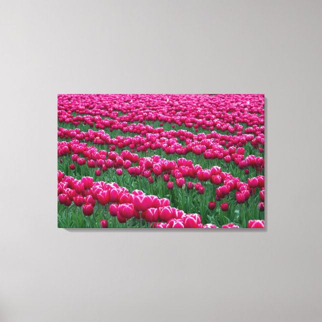 Show garden of spring-flowering tulip bulbs in canvas print (Front)