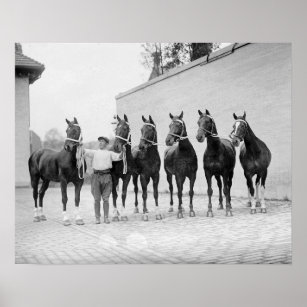 Show Horses, 1912. Vintage Photo Poster