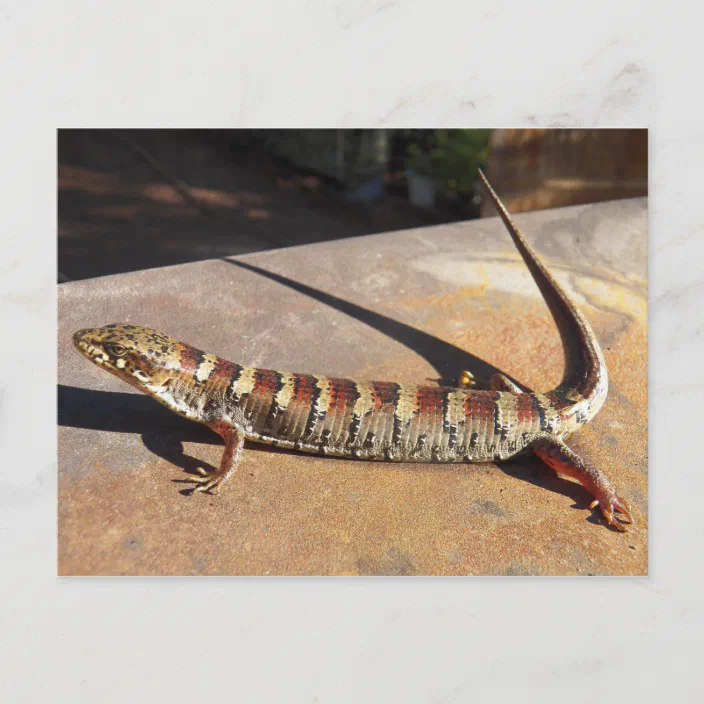 Show Low Arizona King S Place Alligator Lizard Postcard Zazzle Com