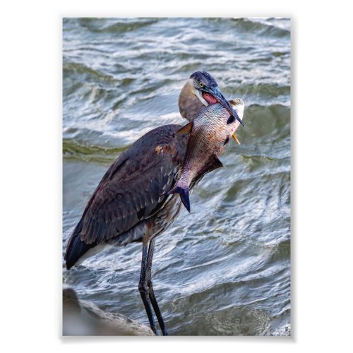 Show Off Great Blue Heron Photo Print