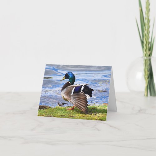 Show Off Mallard 1 _ Blank Note Card