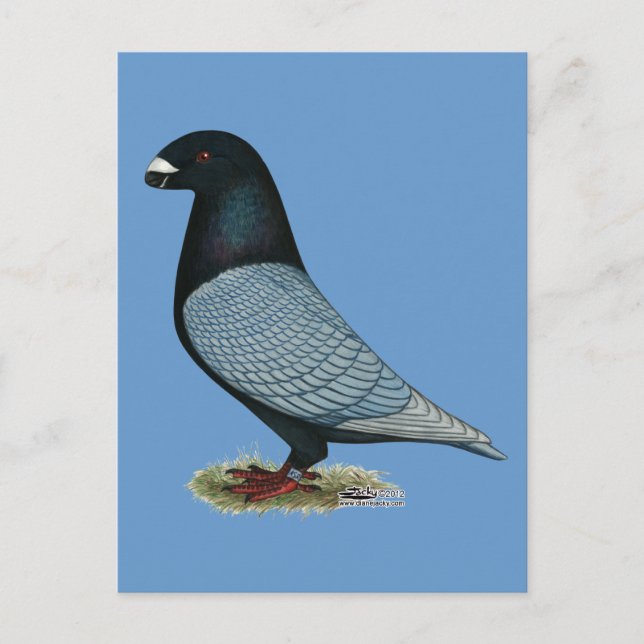 Show Racer Andalusian Postcard (Front)