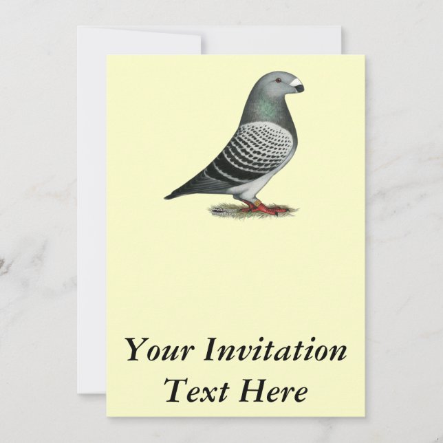 Show Racer Blue Checker Pigeon Invitation (Front)
