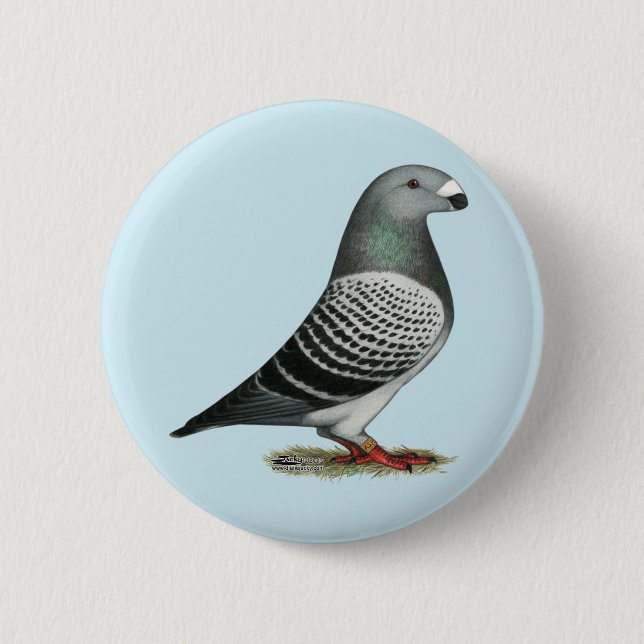 Show Racer Blue Checker Pigeon Pinback Button (Front)